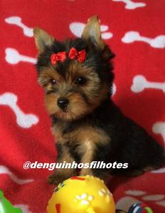 Yorkshire Terrier no ABC Yorkshire Terrier no ABC
