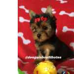 Yorkshire Terrier Yorkshire Terrier no ABC