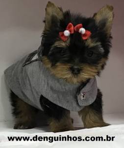 Yorkshire Terrier Macho e Yorkshire Terrier Fêmea Filhote a venda no ABCD Yorkshire Terrier Macho e Yorkshire Terrier Fêmea Filhote a venda no ABCD