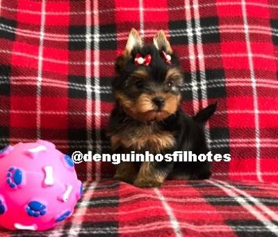Filhote a venda de Yorkshire Terrier Macho e Yorkshire Terrier Fêmea no ABCD Filhote a venda de Yorkshire Terrier Macho e Yorkshire Terrier Fêmea no ABCD
