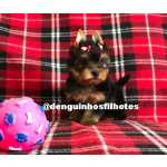 Yorkshire Terrier Filhote a venda de Yorkshire Terrier Macho e Yorkshire Terrier Fmea no ABCD