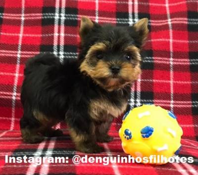 Filhote de Yorkshire Terrier Fêmea a Venda Filhote de Yorkshire Terrier Fêmea a Venda