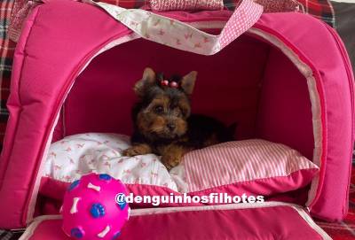 Filhote a Venda de Yorkshire Macho e Yorkshire Fmea Terrier