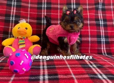 Venda no ABC de Filhote de Yorkshire Terrier Venda no ABC de Filhote de Yorkshire Terrier