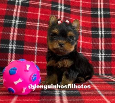 Filhote Terrier de Yorkshire Macho e Yorkshire Fêmea em São Caetano Filhote Terrier de Yorkshire Macho e Yorkshire Fêmea em São Caetano