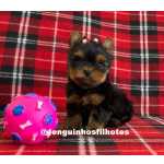 Yorkshire Terrier Filhote Terrier de Yorkshire Macho e Yorkshire Fmea em So Caetano