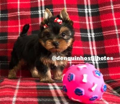Venda de Filhote de Yorkshire Terrier Macho e Fêmea em São Caetano Venda de Filhote de Yorkshire Terrier Macho e Fêmea em São Caetano