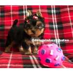Yorkshire Terrier Venda de Filhote de Yorkshire Terrier Macho e Fmea em So Caetano