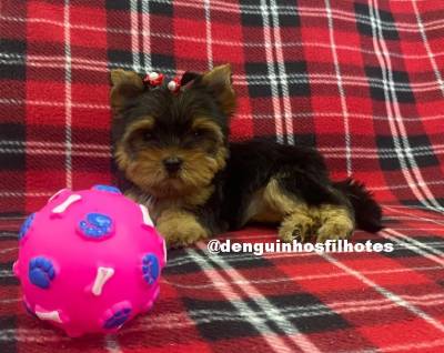 Filhote de Yorkshire Terrier a venda no ABC Filhote de Yorkshire Terrier a venda no ABC