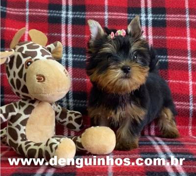 Venda de Filhote de Yorkshire Terrier no ABC em SP Venda de Filhote de Yorkshire Terrier no ABC em SP