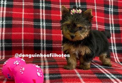 Filhote de Yorkshire Terrier a Venda Filhote de Yorkshire Terrier a Venda