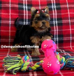 Venda de Filhote de Yorkshire Terrier no ABC