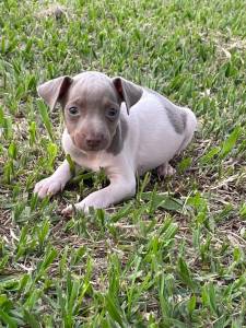ESTAMOS COM FOX PAULISTINHAS EM DIVERSAS CORES ALM DE SEREM CRIADOS POR MDICA VETERINRIA