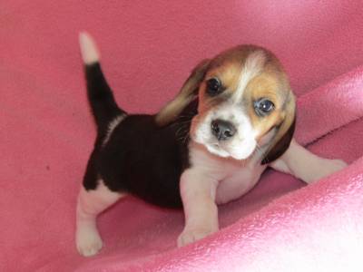 Beagle Tricolor de Qualidade LOP  Pedigree Afixo