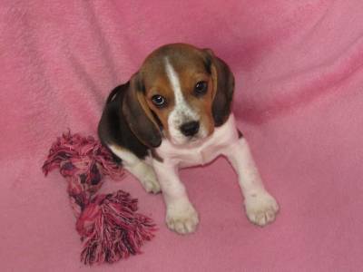 Beagle Tricolor de Qualidade LOP  Pedigree Afixo