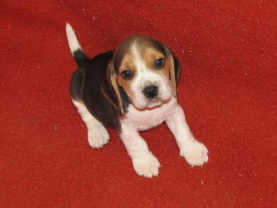 Beagle Tricolor de Qualidade LOP  Pedigree Afixo