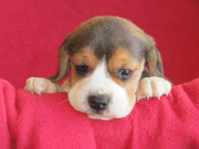 Beagle Tricolor de Qualidade LOP  Pedigree Afixo