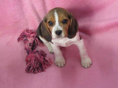 Beagle Tricolor de Qualidade LOP  Pedigree Afixo