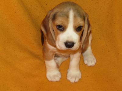 Beagle Tricolor de Qualidade LOP  Pedigree Afixo