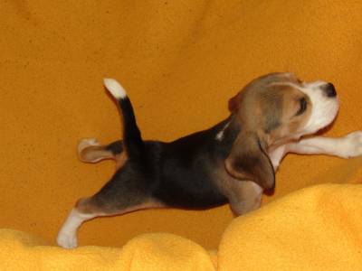 Beagle Tricolor de Qualidade LOP  Pedigree Afixo
