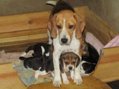 Beagle Tricolor de Qualidade LOP  Pedigree Afixo