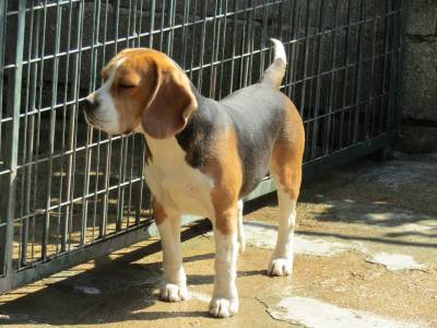 Beagle Tricolor de Qualidade LOP  Pedigree Afixo