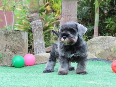 Schnauzer Miniatura Macho J CASTRADO Sal e Pimenta Microchip Tajj Mahall  Lindssimol Curitiba