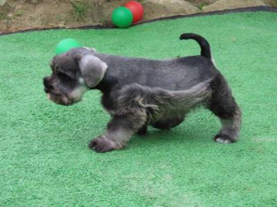 Schnauzer Miniatura Macho J CASTRADO Sal e Pimenta Microchip Tajj Mahall  Lindssimol Curitiba