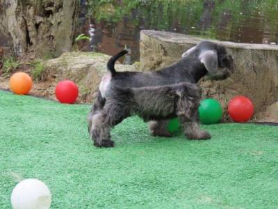 Schnauzer Miniatura Macho J CASTRADO Sal e Pimenta Microchip Tajj Mahall  Lindssimol Curitiba