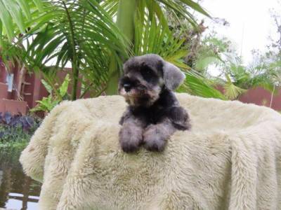 Schnauzer Miniatura Macho J CASTRADO Sal e Pimenta Microchip Tajj Mahall  Lindssimol Curitiba