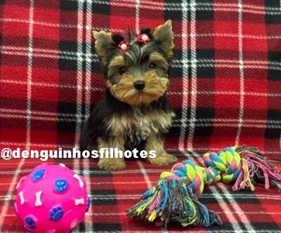 Filhote de Yorkshire Terrier no ABC SP Filhote de Yorkshire Terrier no ABC SP