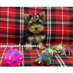 Yorkshire Terrier Filhote de Yorkshire Terrier no ABC SP