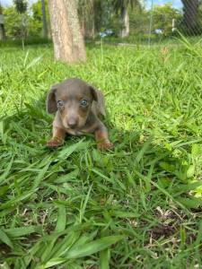 TECKELS CINZAS OU ARLEQUINS INCLUSIVE COM OLHOS AZUIS ESCOLHA O SEU CRIAO VETERINRIA LINDOS
