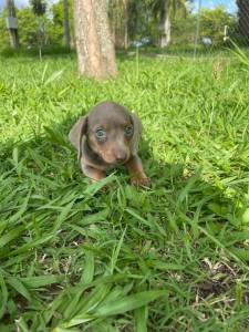 TECKELS CINZAS OU ARLEQUINS INCLUSIVE COM OLHOS AZUIS ESCOLHA O SEU CRIAO VETERINRIA LINDOS