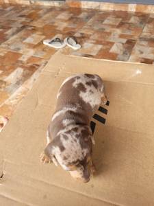 TECKELS CINZAS OU ARLEQUINS INCLUSIVE COM OLHOS AZUIS ESCOLHA O SEU CRIAO VETERINRIA LINDOS