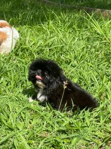 SABE O SHIH TZ DOS SEUS SONHOS ELE EST AQUI CES CRIADOS POR MDICA VETERINRIA