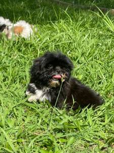 SABE O SHIH TZ DOS SEUS SONHOS ELE EST AQUI CES CRIADOS POR MDICA VETERINRIA