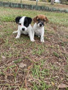 J IMAGINOU UM JACK  RUSSEL NA SUA RVORE DE NATAL CES CRIADOS POR MDICA VET