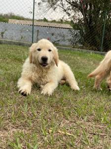 FILHOTES DE GOLDEN RETRIEVER COM TODOS OS DIFERENCIAIS DE UM CANIL GANHADOR DE VRIOS PRMIOS