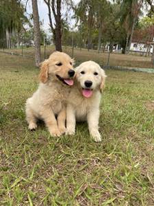 FILHOTES DE GOLDEN RETRIEVER COM TODOS OS DIFERENCIAIS DE UM CANIL GANHADOR DE VRIOS PRMIOS