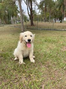 FILHOTES DE GOLDEN RETRIEVER COM TODOS OS DIFERENCIAIS DE UM CANIL GANHADOR DE VRIOS PRMIOS