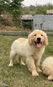 FILHOTES DE GOLDEN RETRIEVER COM TODOS OS DIFERENCIAIS DE UM CANIL GANHADOR DE VRIOS PRMIOS