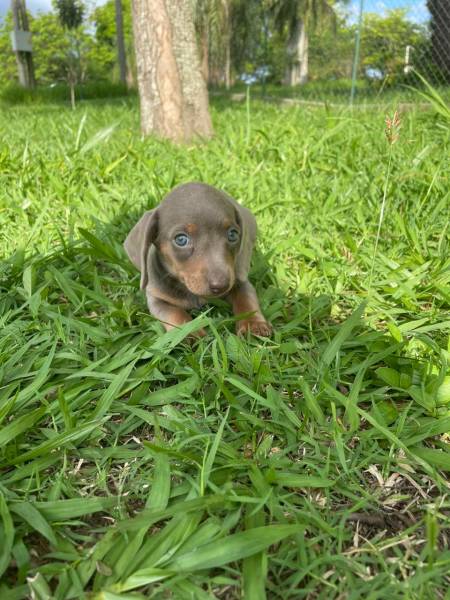SOMENTE AQUI VOC ENCONTRA TECKELS DE TODAS AS CORES CRIADOS E ENTREGUES POR MDICA VETERINRIA
