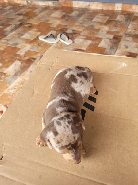 SOMENTE AQUI VOC ENCONTRA TECKELS DE TODAS AS CORES CRIADOS E ENTREGUES POR MDICA VETERINRIA