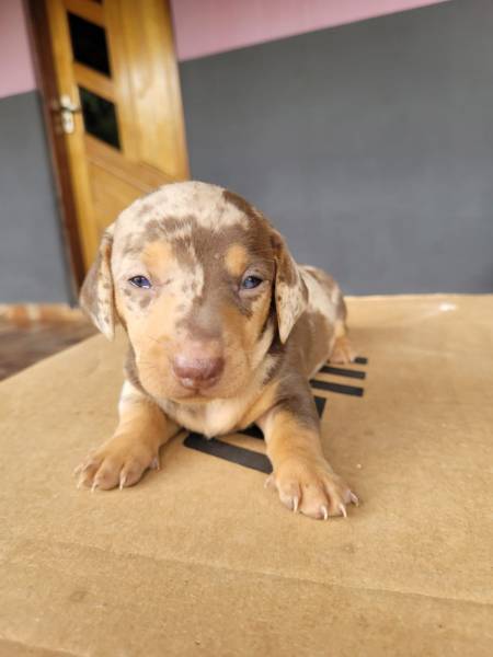 SOMENTE AQUI VOC ENCONTRA TECKELS DE TODAS AS CORES CRIADOS E ENTREGUES POR MDICA VETERINRIA