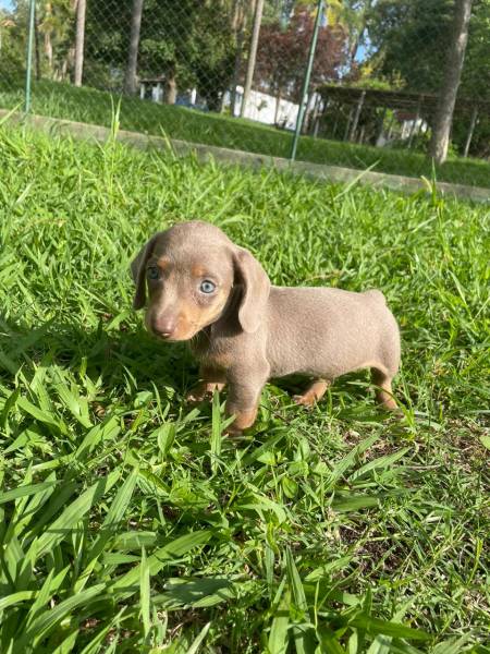 SOMENTE AQUI VOC ENCONTRA TECKELS DE TODAS AS CORES CRIADOS E ENTREGUES POR MDICA VETERINRIA