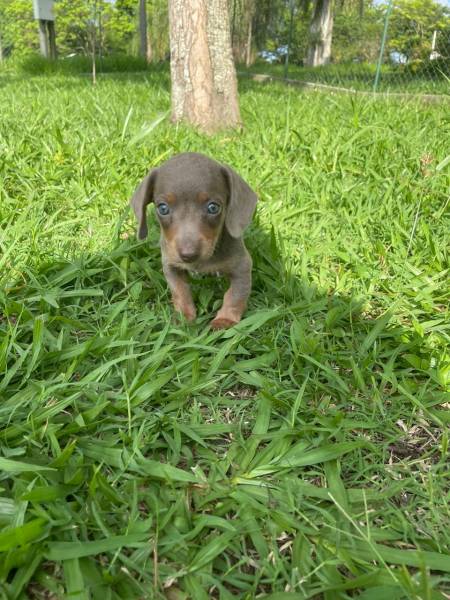 TECKELS EM CORES RARAS E CRIADOS POR MDICA VETERINRIA