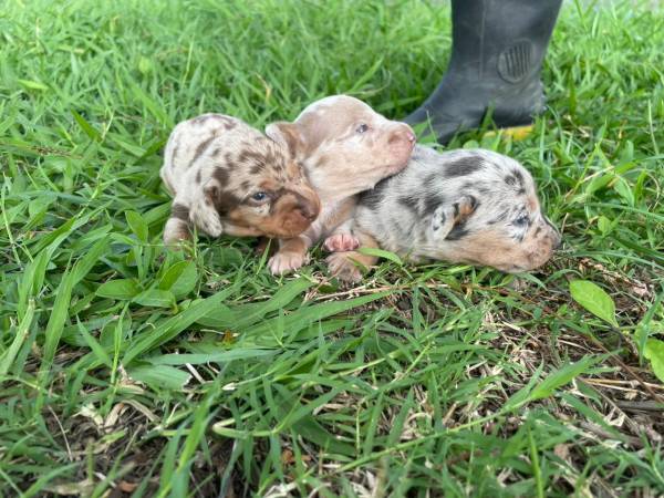 TECKELS EM CORES RARAS E CRIADOS POR MDICA VETERINRIA