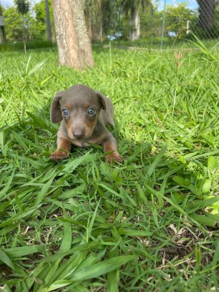 TECKELS EM CORES RARAS E CRIADOS POR MDICA VETERINRIA