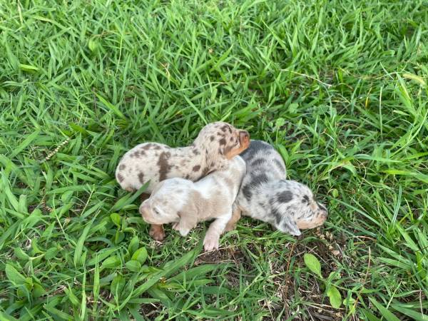 TECKELS EM CORES RARAS E CRIADOS POR MDICA VETERINRIA